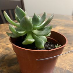succulent plant