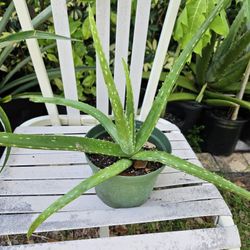 Aloe Plant