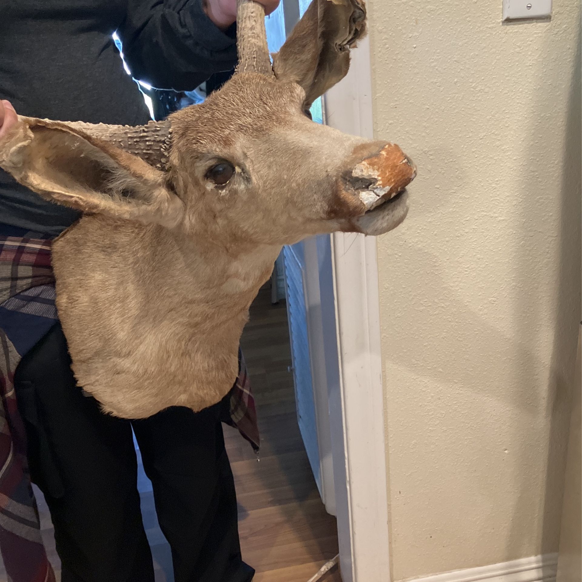 Deer Head