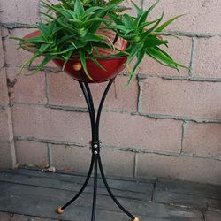 Plant