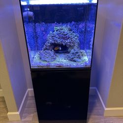 Salt Water Fish Tank Set Up