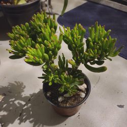 Crassula Shrek's Ear, Plant