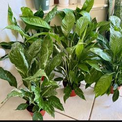 ♥️Known for symbolizing peace and purity, the plant is often used in Feng Shui to clear negative energy and create positive vibes in a home or office