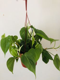 Heart shaped philodendron