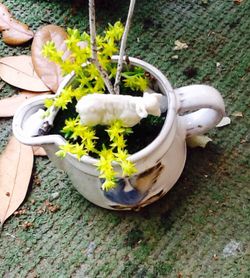 Teacup Fairy Garden... Live Moss And Plants