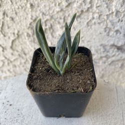 2 Inch Pot Succulent Plant - Blue Fingers - Curio Talinoides - Rooted & Established - Drought Resistant- 🪴Baby Bridal Shower Favors  