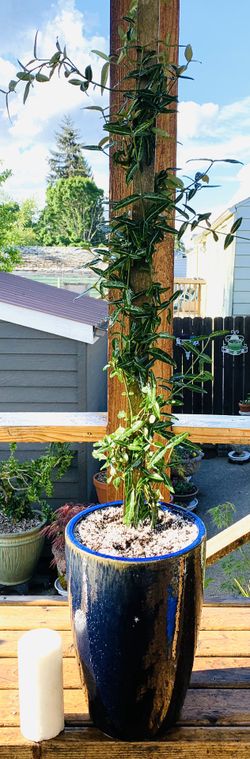 Live outdoor Silver Veined Wintercreeper evergreen plant in aceramic planter flower pot—firm price