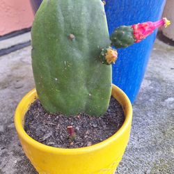 Flowering Cactus W Glazed Pot