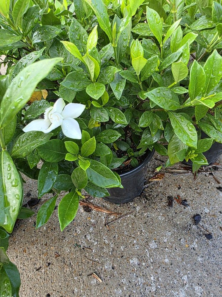 Gardenia Plants 1gallon 