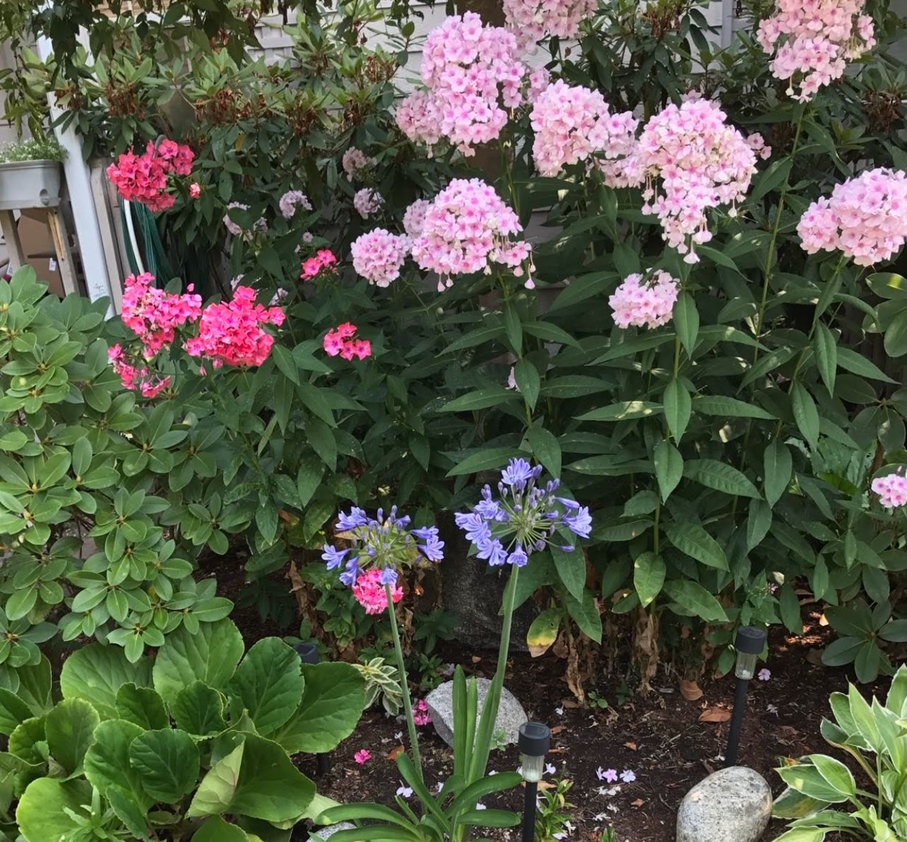 Pink Phloxes Beautiful Fragrant Perennial Flowers.