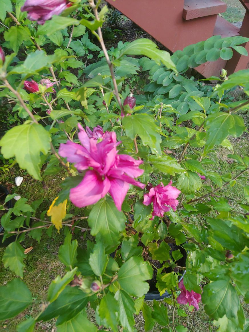 Double Rose of Sharon Hibiscus " Raspberry Smoothie"