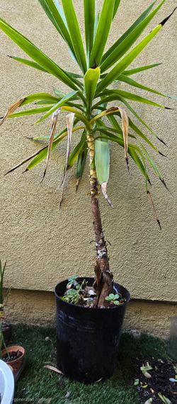 Plant