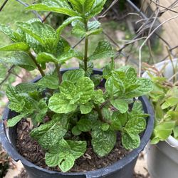 Yeba Vuena