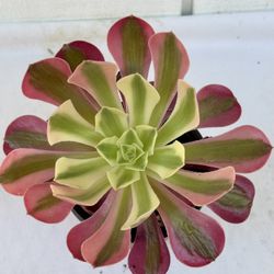 Aeonium Pink Witch 