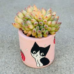 Succulents plants 🪴 
