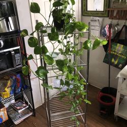 Golden Pothos- Wondering Jew Plant 