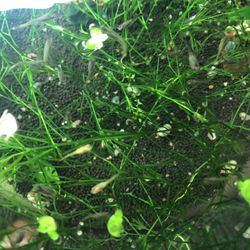 Guppy Decoration (10 For$15)