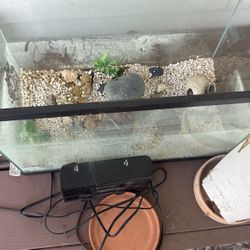 Fish Tank And Fish Assessors. 10gallon