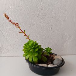 Succulent/Suculenta