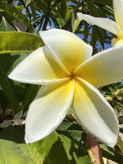 Plumeria