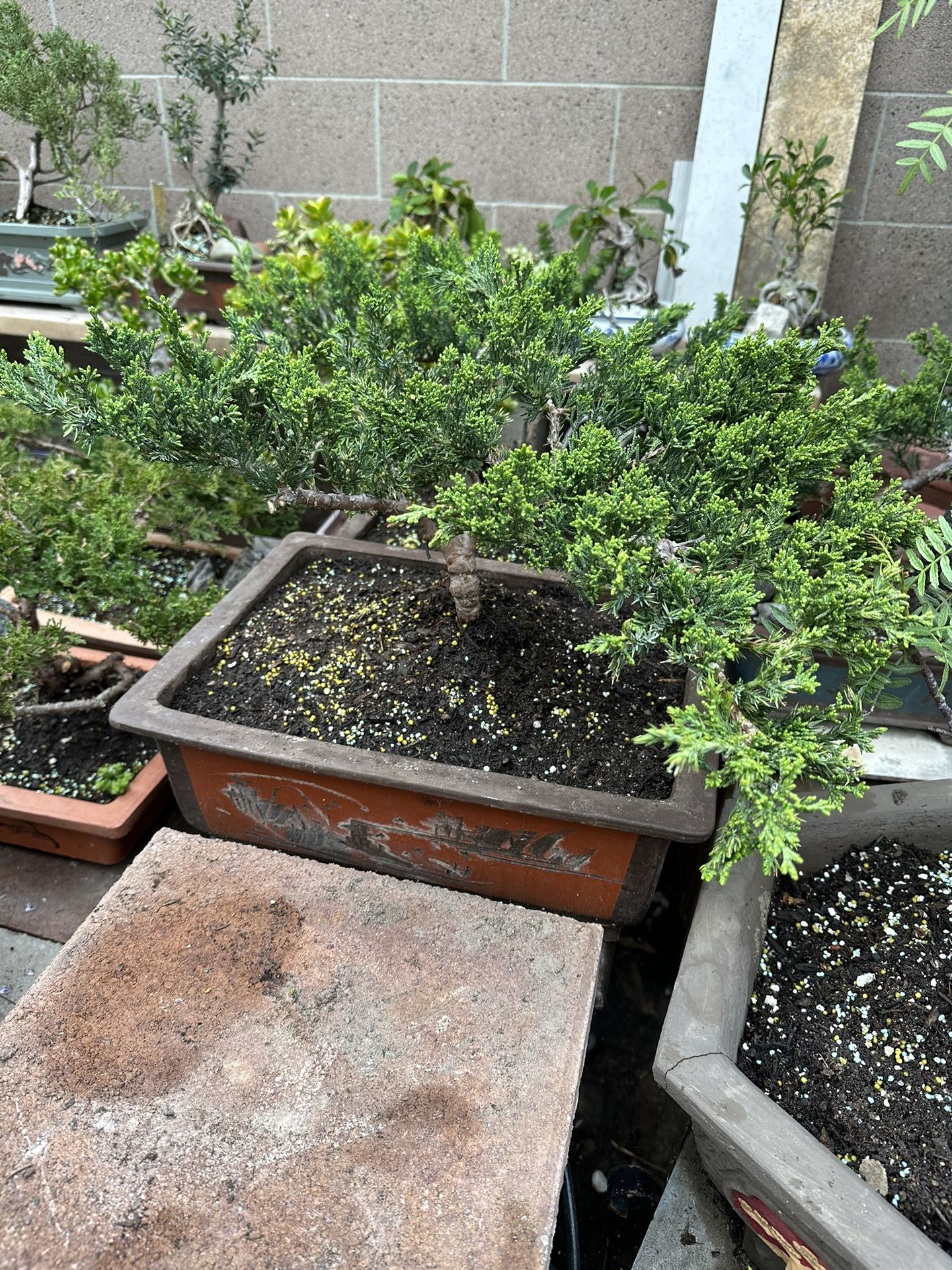 Bonsai Juniper