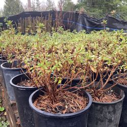 Evergreen azalea bushes