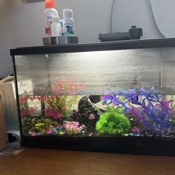 Small Fish Tank