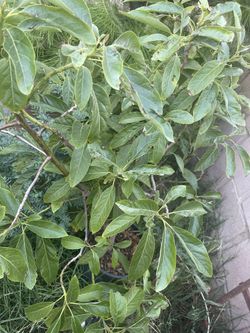 Hass Avocado Tree