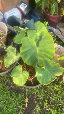 Elephant ears