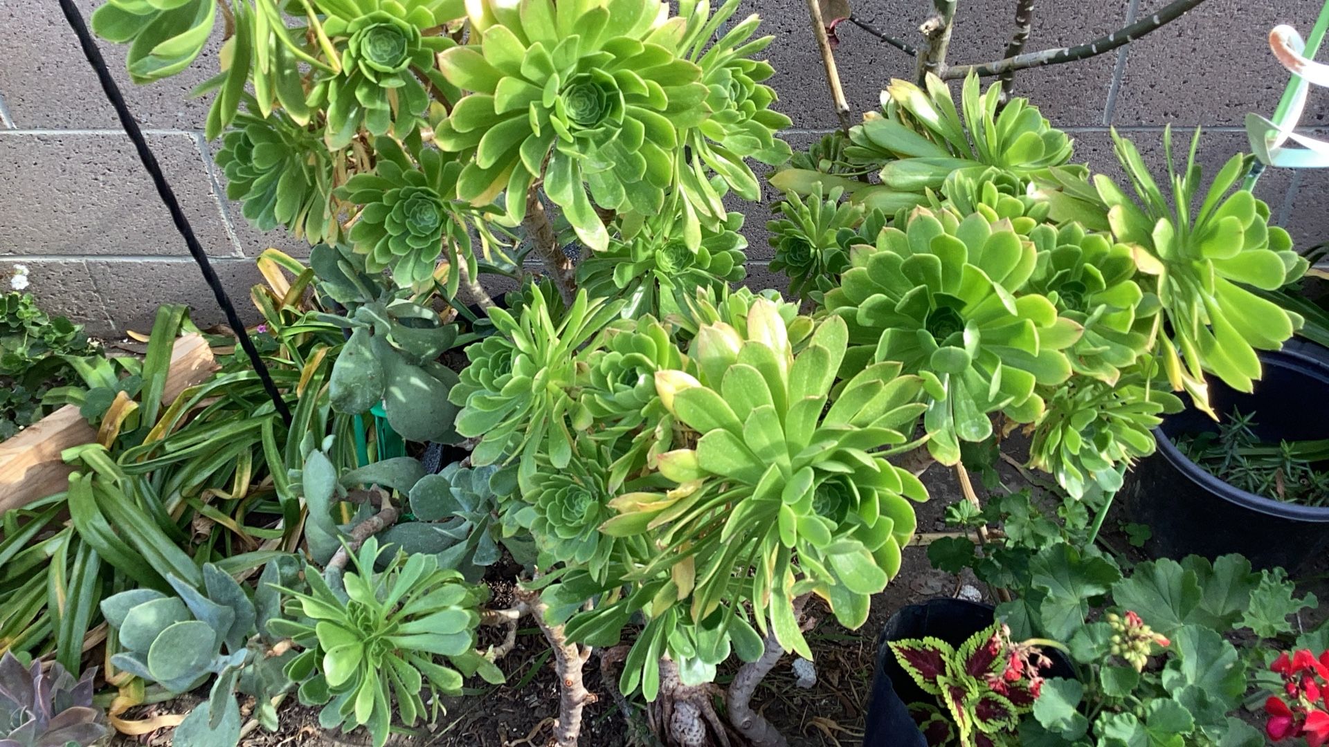 Big Succulent $5.