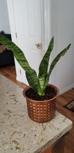 Sansevieria