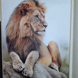 Giant Lion Painting On Canvas (3 And A Half Feet Tall And 3 Feet Wide)