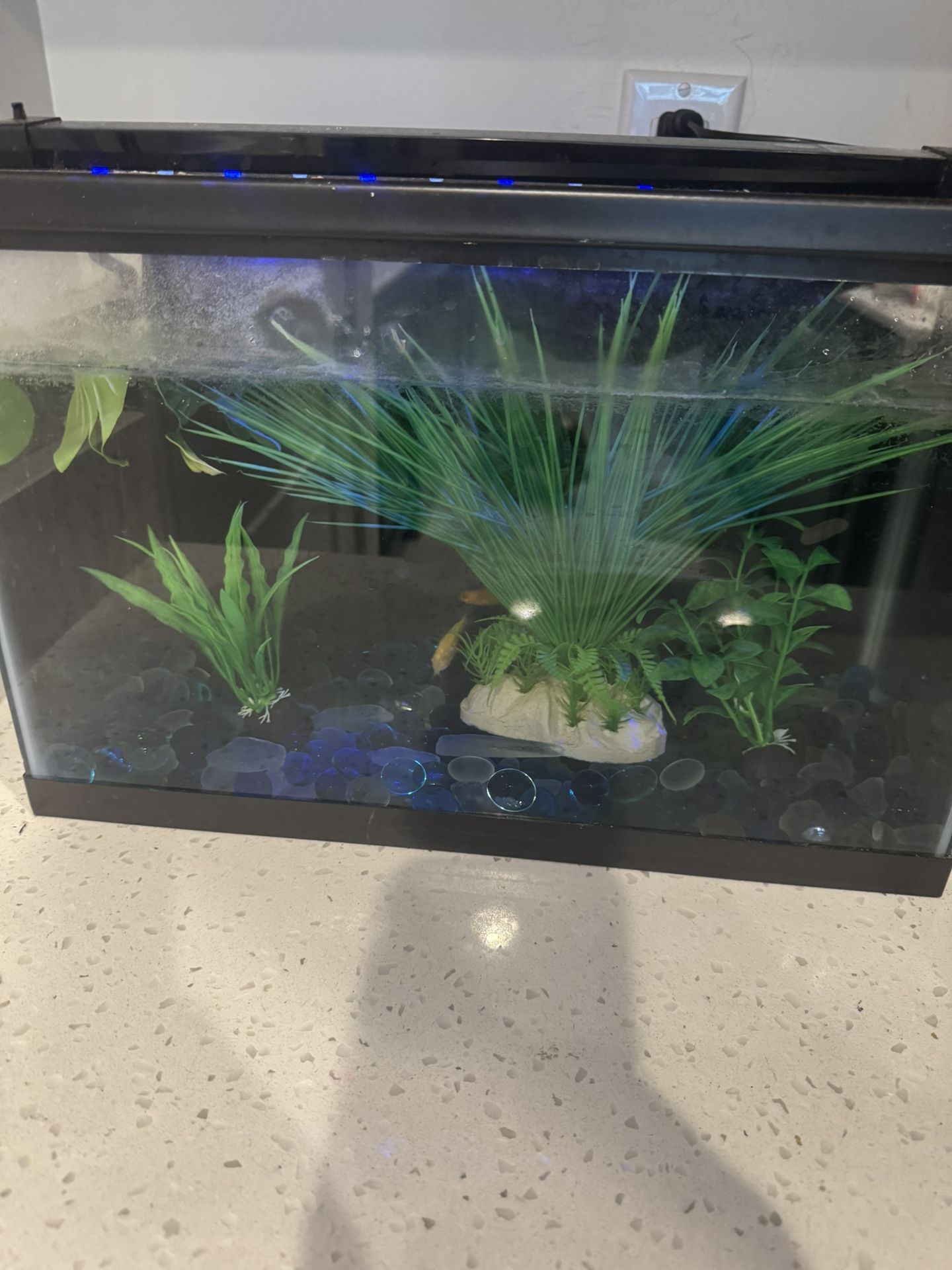 10 Gallon Fish Tank