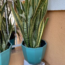 Plant