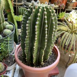 Moon Cactus