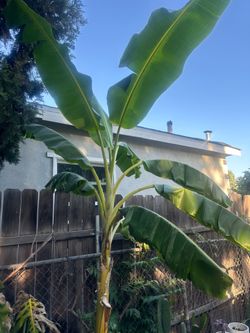 palmera  de platano tabasco