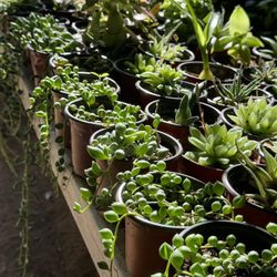Succulents Plants 4”pot