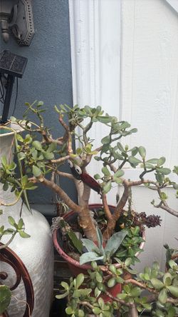 Large Jade plant arrangement