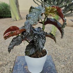 Begonia Maculata Polka Dots #1