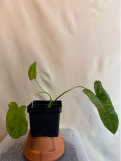 (#2) Philodendron 'Paraiso Verde'