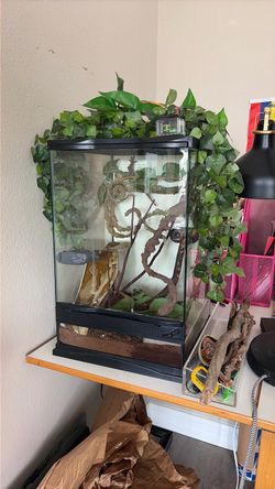 Crested Gecko Enclosure