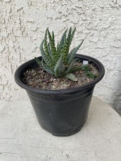 6 Inch Pot of Succulent Plant - Hedgehog Aloe - Aloe Humilis - Established & Rooted - Drought Resistant - 🪴 
