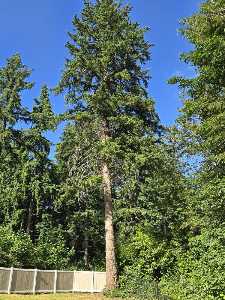Douglas Fir Firewood