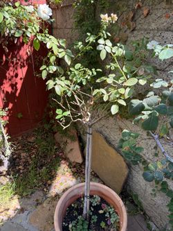 Live plant