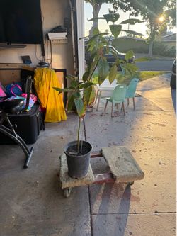 Avocado tree