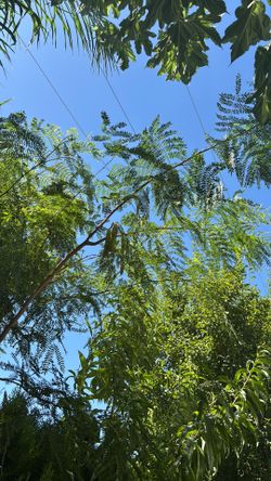 arbol de juaje
