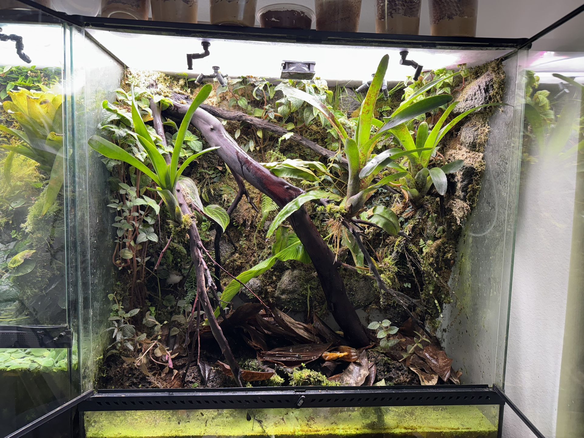 361836 Terrarium
