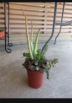 Fathers Day Live Succulent Plant Arrangement