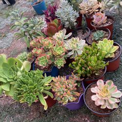 Succulent Plants For $4 Each 