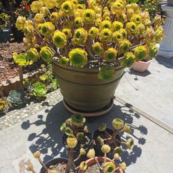 Very cute tight tree roses succulent rooted cutting from 10 yrs old aeomium bundle buys all 4 is $38